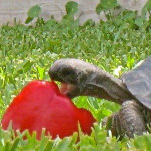 ALDABRAMAN // ALDABRA TORTOISE BREEDERS