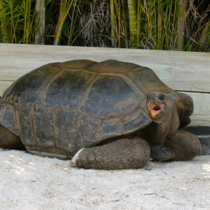 ALDABRAMAN // ALDABRA TORTOISE BREEDERS