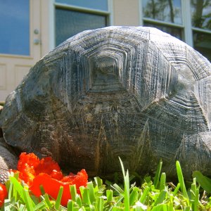 ALDABRAMAN // ALDABRA TORTOISE BREEDERS