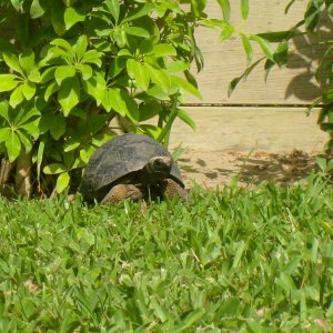 ALDABRAMAN // ALDABRA TORTOISE BREEDERS