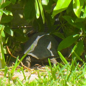 ALDABRAMAN // ALDABRA TORTOISE BREEDERS