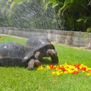 ALDABRAMAN // ALDABRA TORTOISE BREEDERS