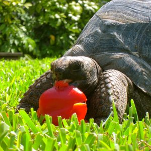 ALDABRAMAN // ALDABRA TORTOISE BREEDERS