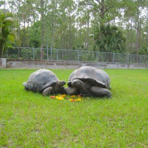 ALDABRAMAN // ALDABRA TORTOISE BREEDERS