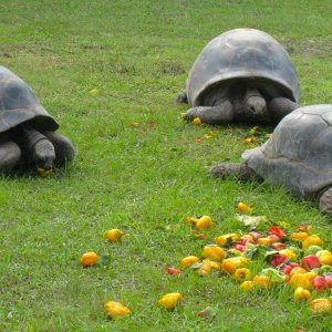 ALDABRAMAN // ALDABRA TORTOISE BREEDERS