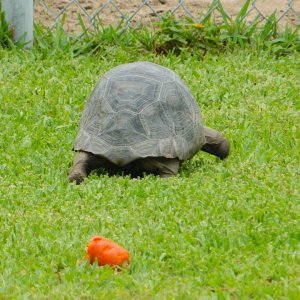 ALDABRAMAN // ALDABRA TORTOISE BREEDERS