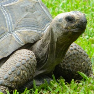 ALDABRAMAN // ALDABRA TORTOISE BREEDERS