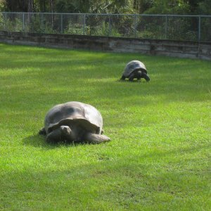 ALDABRAMAN // ALDABRA TORTOISE BREEDERS