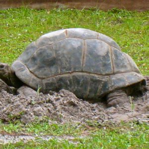 ALDABRAMAN // ALDABRA TORTOISE BREEDERS