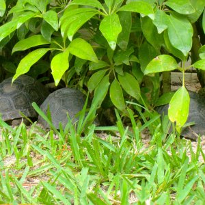 ALDABRAMAN // ALDABRA TORTOISE BREEDERS