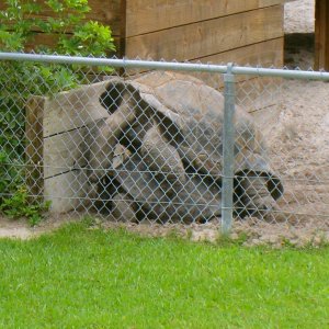 ALDABRAMAN // ALDABRA TORTOISE BREEDERS
