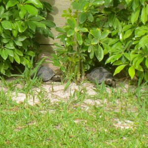 ALDABRAMAN // ALDABRA TORTOISE BREEDERS