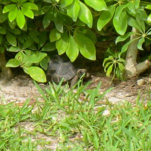 ALDABRAMAN // ALDABRA TORTOISE BREEDERS