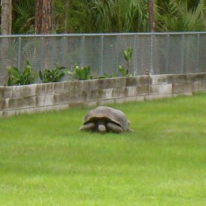 ALDABRAMAN // ALDABRA TORTOISE BREEDERS