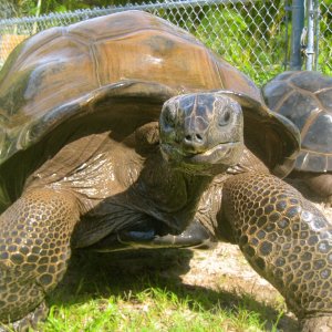 ALDABRAMAN // ALDABRA TORTOISE BREEDERS