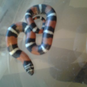 baby tri