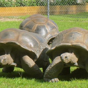 ALDABRAMAN // ALDABRA TORTOISE BREEDERS