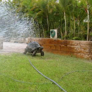 ALDABRAMAN // ALDABRA TORTOISE BREEDERS
