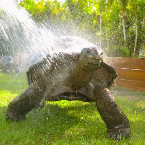 ALDABRAMAN // ALDABRA TORTOISE BREEDERS