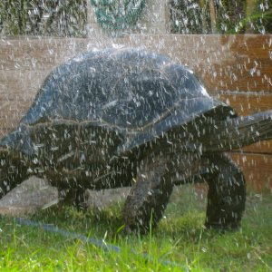 ALDABRAMAN // ALDABRA TORTOISE BREEDERS