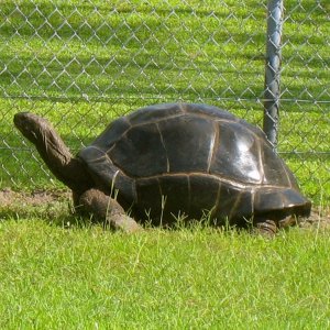ALDABRAMAN // ALDABRA TORTOISE BREEDERS