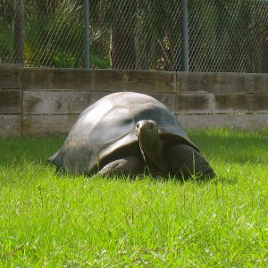 ALDABRAMAN // ALDABRA TORTOISE BREEDERS