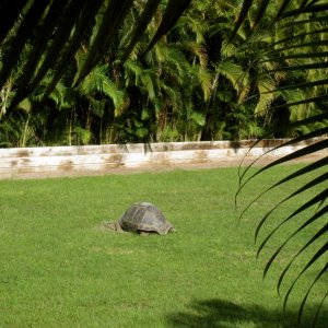 ALDABRAMAN // ALDABRA TORTOISE BREEDERS