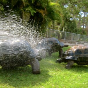 ALDABRAMAN // ALDABRA TORTOISE BREEDERS