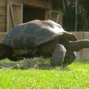 ALDABRAMAN // ALDABRA TORTOISE BREEDERS