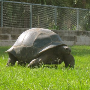 ALDABRAMAN // ALDABRA TORTOISE BREEDERS