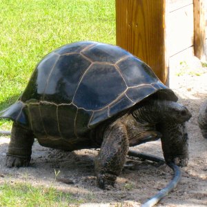 ALDABRAMAN // ALDABRA TORTOISE BREEDERS