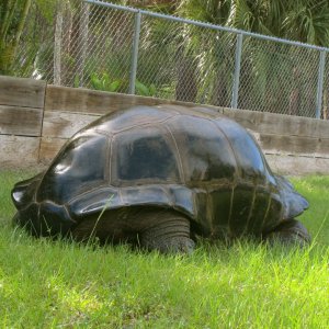 ALDABRAMAN // ALDABRA TORTOISE BREEDERS