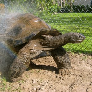 ALDABRAMAN // ALDABRA TORTOISE BREEDERS