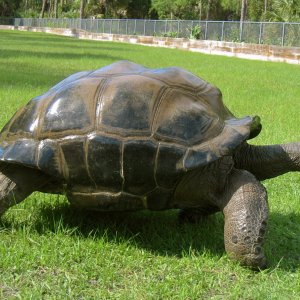 ALDABRAMAN // ALDABRA TORTOISE BREEDERS