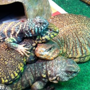 My Uromastyx Family