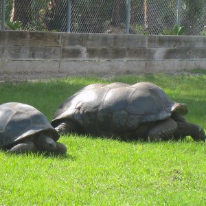 ALDABRAMAN // ALDABRA TORTOISE BREEDERS
