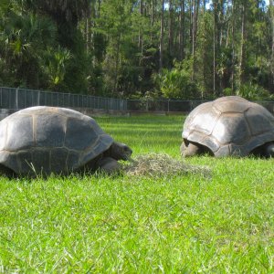ALDABRAMAN // ALDABRA TORTOISE BREEDERS
