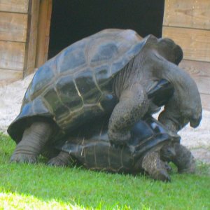 ALDABRAMAN // ALDABRA TORTOISE BREEDERS