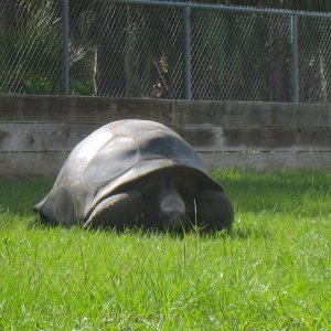 ALDABRAMAN // ALDABRA TORTOISE BREEDERS