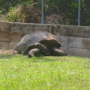 ALDABRAMAN // ALDABRA TORTOISE BREEDERS