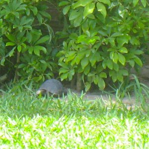 ALDABRAMAN // ALDABRA TORTOISE BREEDERS