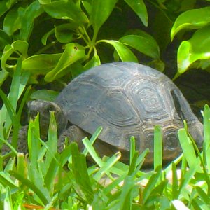 ALDABRAMAN // ALDABRA TORTOISE BREEDERS