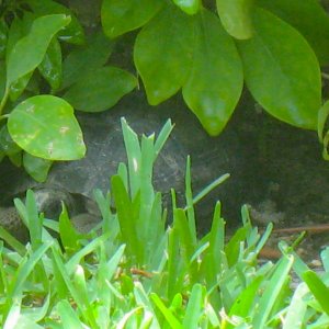 ALDABRAMAN // ALDABRA TORTOISE BREEDERS