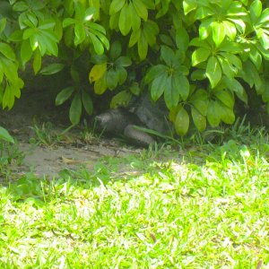 ALDABRAMAN // ALDABRA TORTOISE BREEDERS