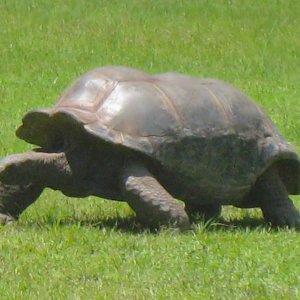 ALDABRAMAN // ALDABRA TORTOISE BREEDERS