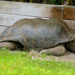ALDABRAMAN // ALDABRA TORTOISE BREEDERS