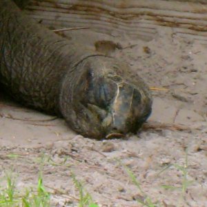 ALDABRAMAN // ALDABRA TORTOISE BREEDERS