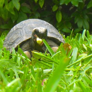 ALDABRAMAN // ALDABRA TORTOISE BREEDERS