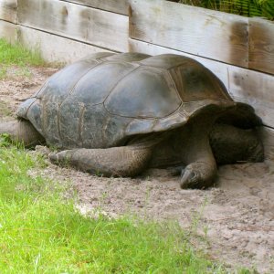 ALDABRAMAN // ALDABRA TORTOISE BREEDERS