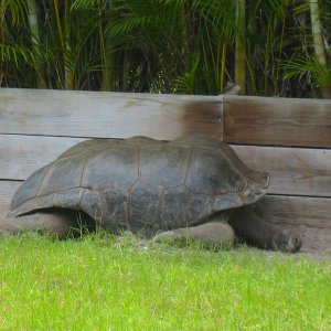 ALDABRAMAN // ALDABRA TORTOISE BREEDERS